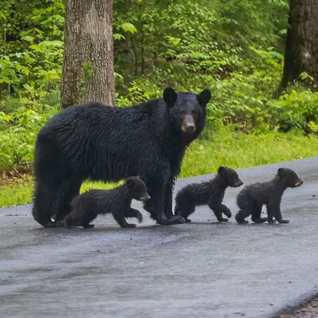 Lazy Bear Lodge, Hot Tub, Resort Pool, Wifi, 1089 Free Tickets Each Paid Day, Dollywood And More Gatlinburg Eksteriør billede